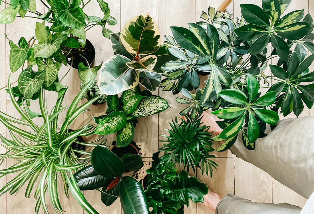 décoration plantes intérieur