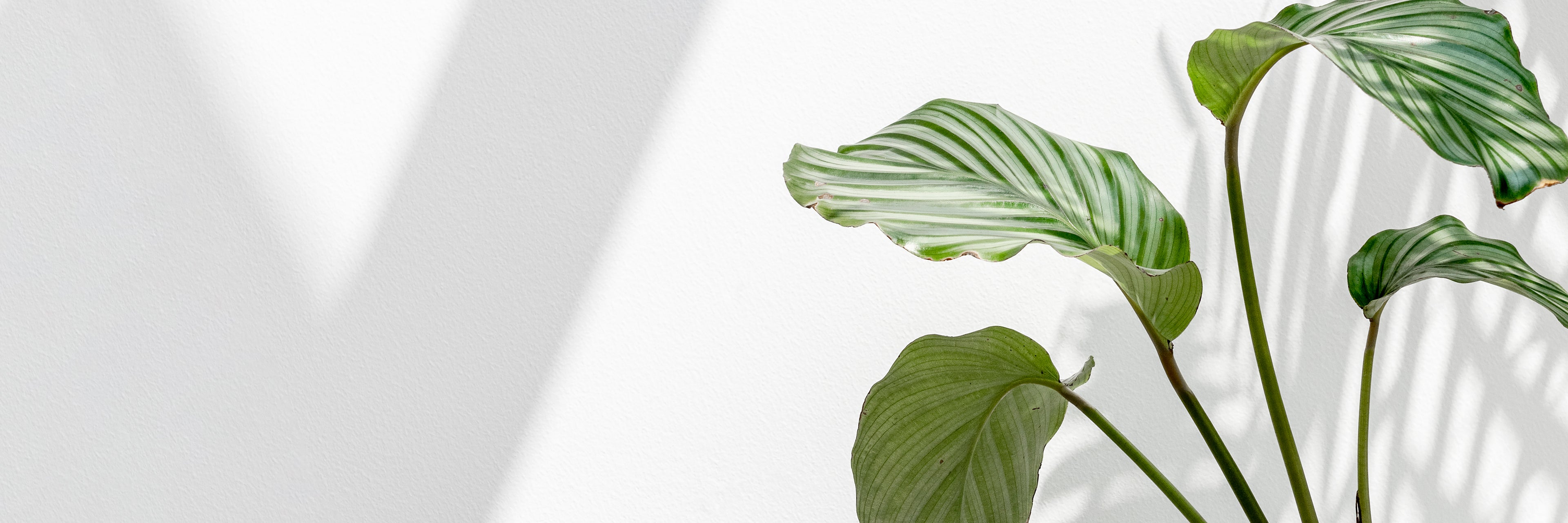 Jungle Paper cover