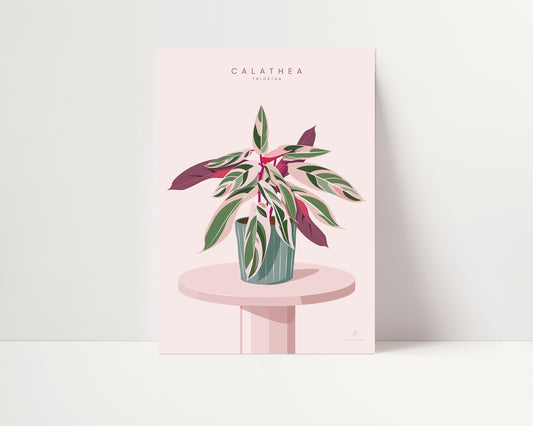 Affiche Calathea Triostar Jungle Paper