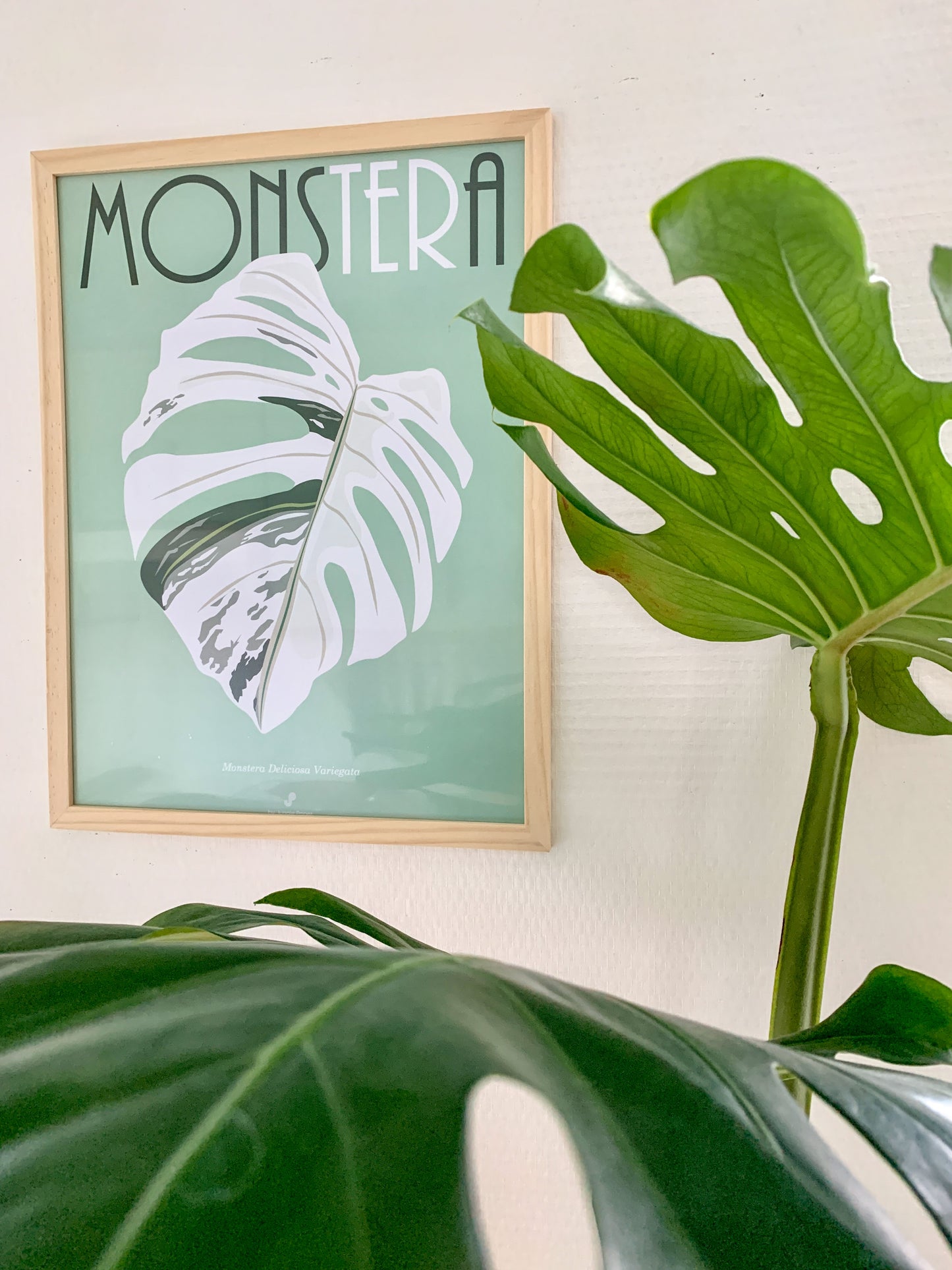 Affiche Monstera Deliciosa Variegata Jungle Paper