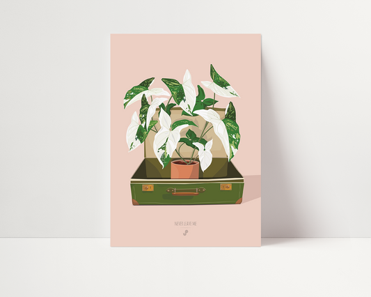 Affiche Syngonium Albo Variegata Jungle Paper