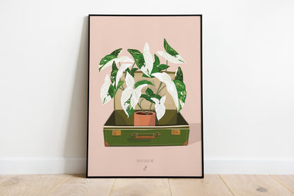 Affiche Syngonium Albo Variegata Jungle Paper