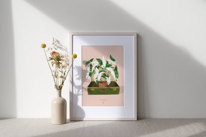 Affiche Syngonium Albo Variegata Jungle Paper