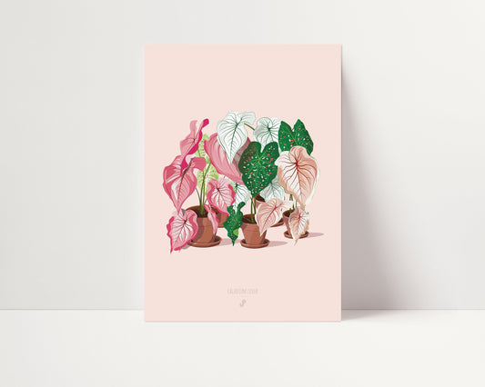 affiche caladiums jungle paper